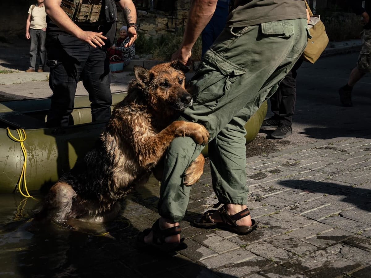 Обессиленная собака обнимает ногу спасателя: история снимка с Херсона, облетевшего весь мир
