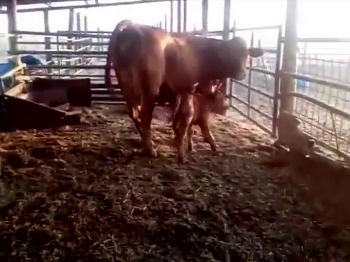 Библейское пророчество сбывается?: в Израиле родилась первая "рыжая телица" ("красная корова" (‏פרה אדומה)) за 2000 лет